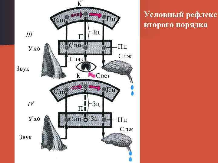 Условный рефлекс второго порядка 