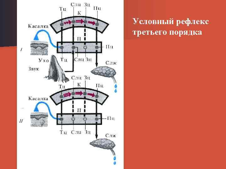 Условный рефлекс третьего порядка 