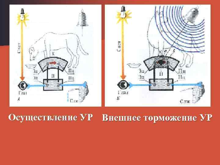 Осуществление УР Внешнее торможение УР 