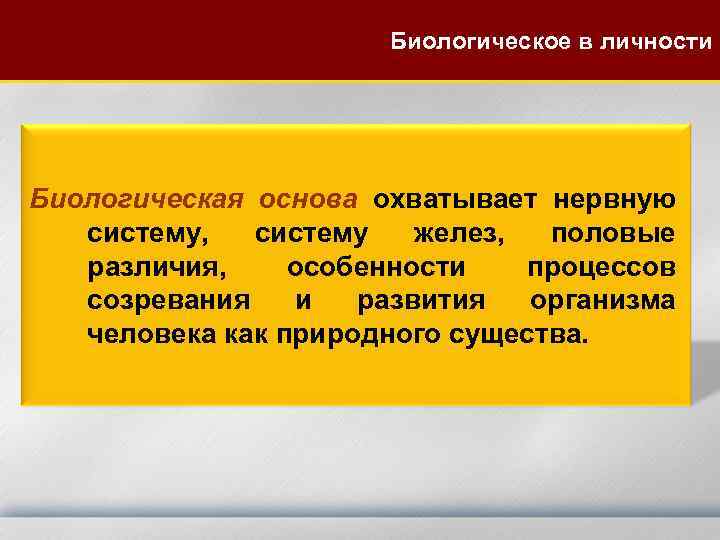 Биологическое в личности Биологическая основа охватывает нервную систему, систему желез, половые различия, особенности процессов