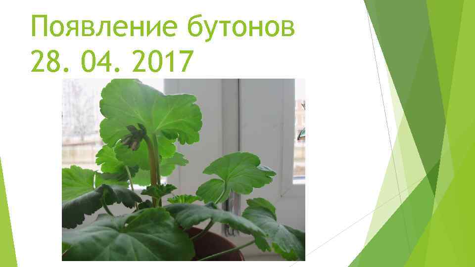 Появление бутонов 28. 04. 2017 