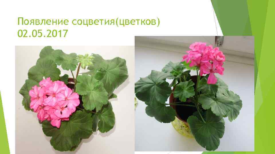 Появление соцветия(цветков) 02. 05. 2017 