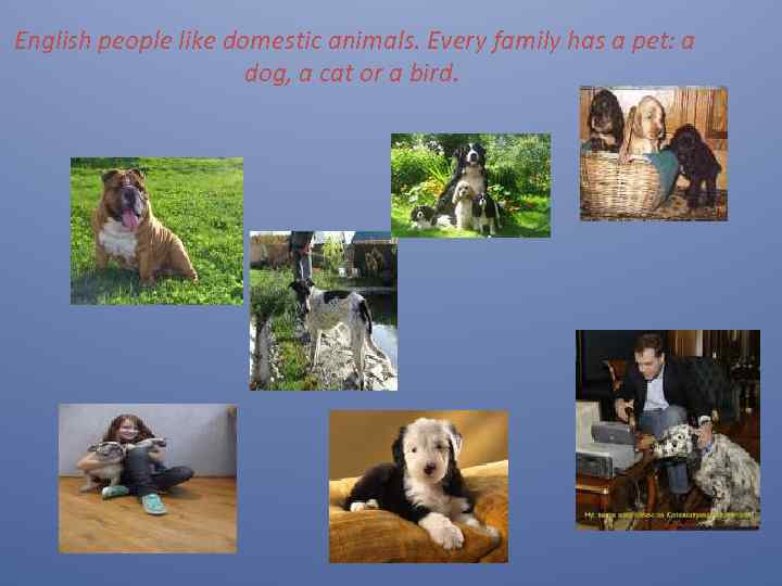 English people like domestic animals. Every family has a pet: a dog, a cat