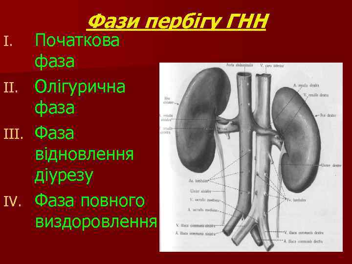 I. III. IV. Фази пербігу ГНН Початкова фаза Олігурична фаза Фаза відновлення діурезу Фаза