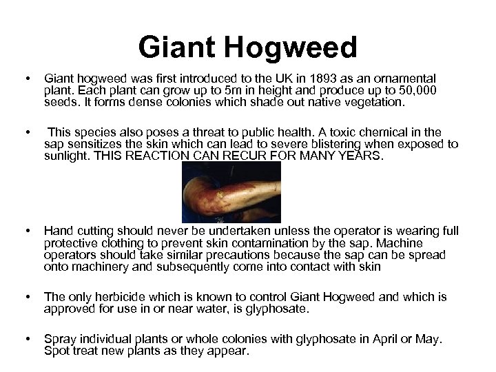 Giant Hogweed • Giant hogweed was first introduced to the UK in 1893 as