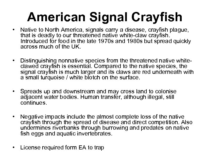 American Signal Crayfish • Native to North America, signals carry a disease, crayfish plague,