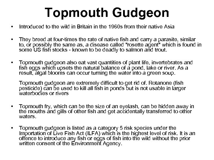 Topmouth Gudgeon • Introduced to the wild in Britain in the 1960 s from