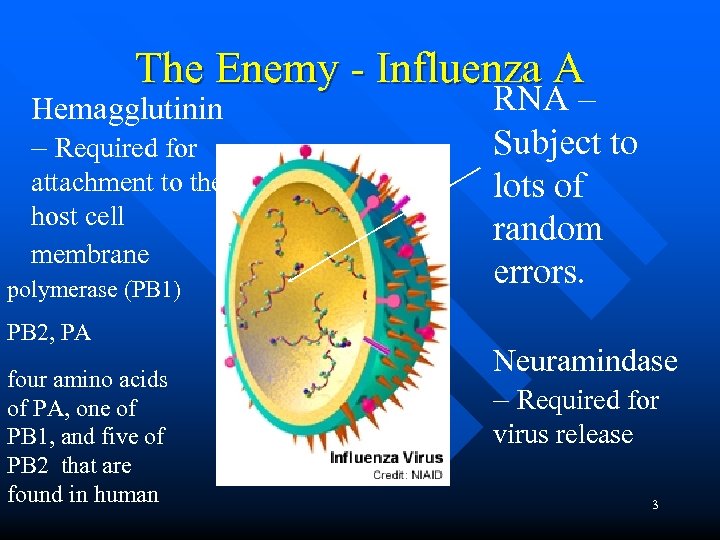 The Enemy - Influenza A Hemagglutinin – Required for attachment to the host cell