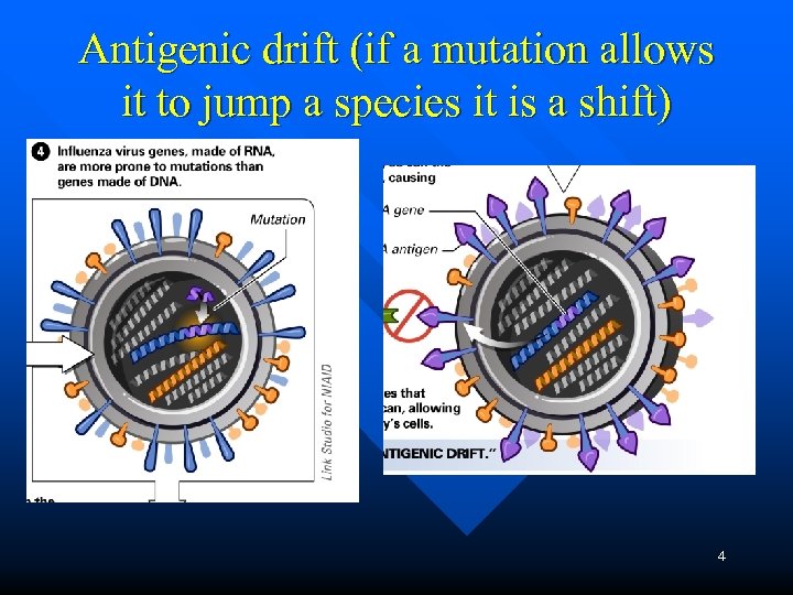 Antigenic drift (if a mutation allows it to jump a species it is a