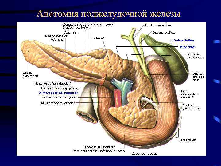 Внутреннее строение поджелудочной. Крючковидный отросток поджелудочной железы анатомия. Поджелудочная железа строение латынь. Tuber omentale поджелудочной. Строение поджелудочной железы медунивер.