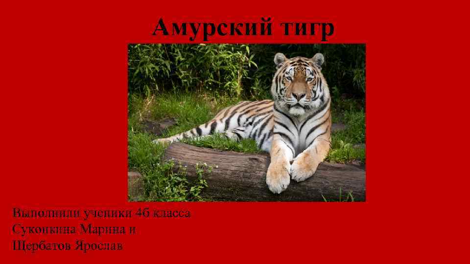 Амурский тигр Выполнили ученики 4 б класса Суконкина Марина и Щербатов Ярослав 