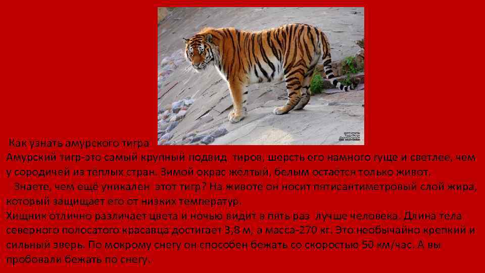 Как узнать амурского тигра Амурский тигр-это самый крупный подвид тиров, шерсть его намного гуще