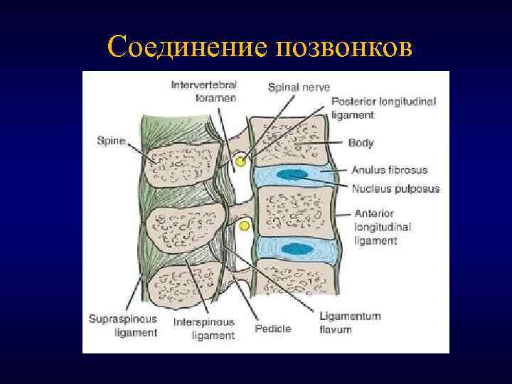 Соединение позвонков 