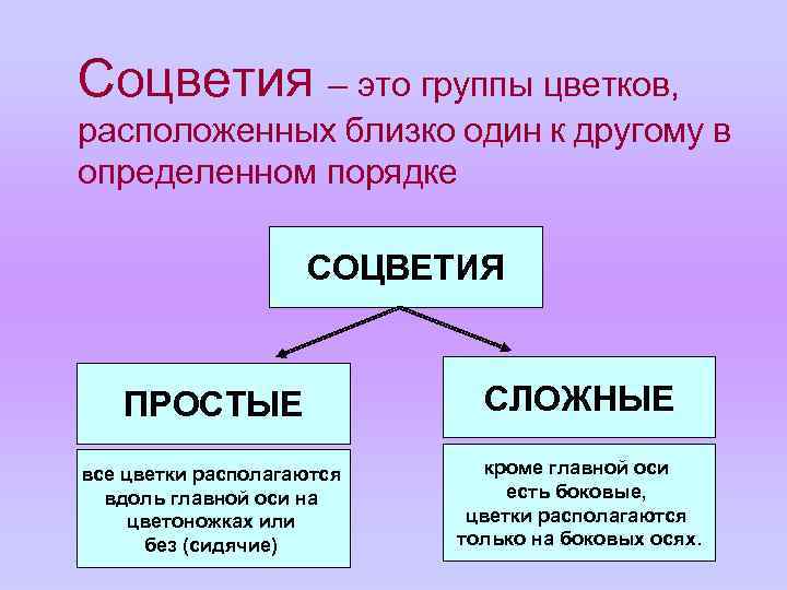 Соцветия – это группы цветков, расположенных близко один к другому в определенном порядке СОЦВЕТИЯ