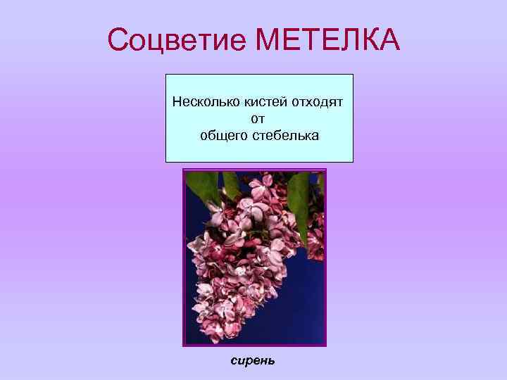 Соцветие МЕТЕЛКА Несколько кистей отходят от общего стебелька сирень 