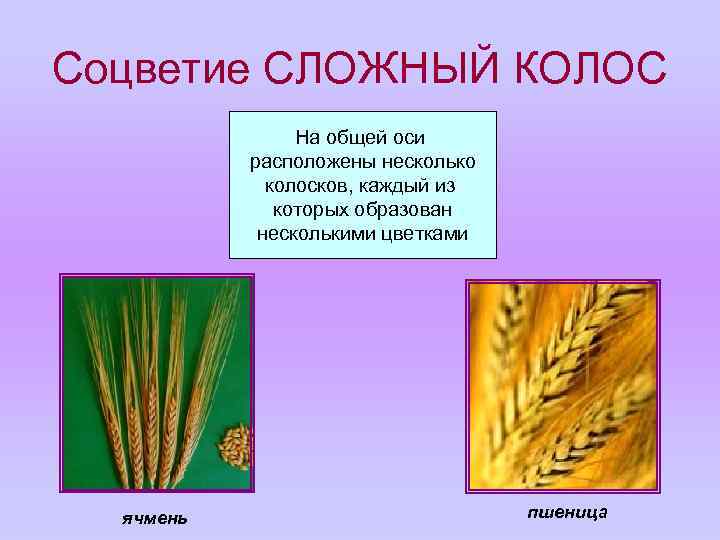 Соцветие СЛОЖНЫЙ КОЛОС На общей оси расположены несколько колосков, каждый из которых образован несколькими