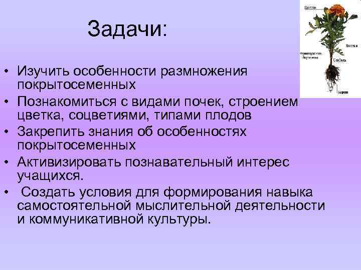 Задачи: • Изучить особенности размножения покрытосеменных • Познакомиться с видами почек, строением цветка, соцветиями,