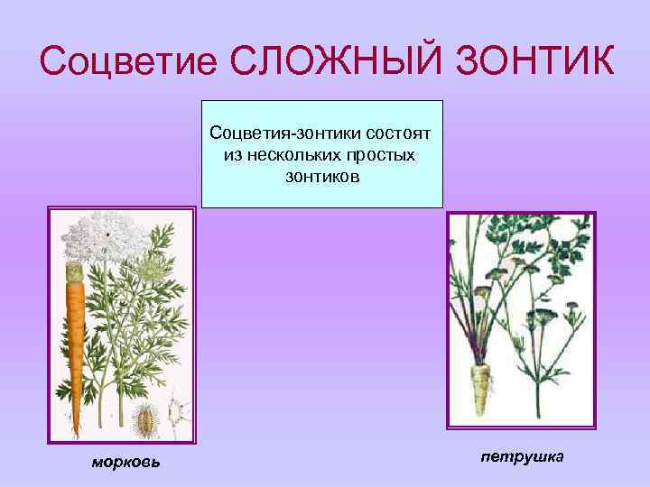 Соцветие СЛОЖНЫЙ ЗОНТИК Соцветия-зонтики состоят из нескольких простых зонтиков морковь петрушка 