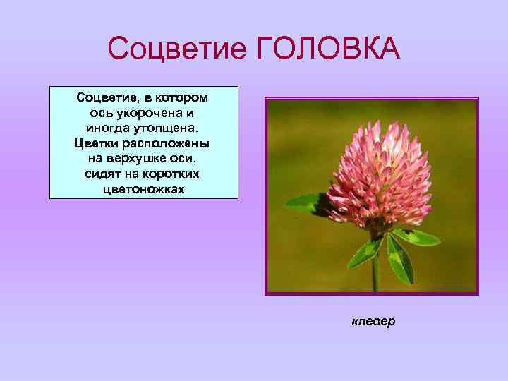 Соцветие ГОЛОВКА Соцветие, в котором ось укорочена и иногда утолщена. Цветки расположены на верхушке