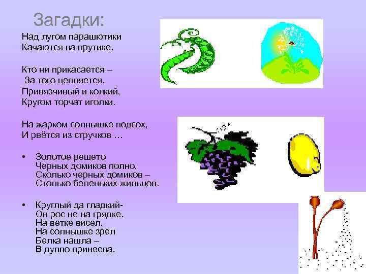 Загадки: Над лугом парашютики Качаются на прутике. Кто ни прикасается – За того цепляется.