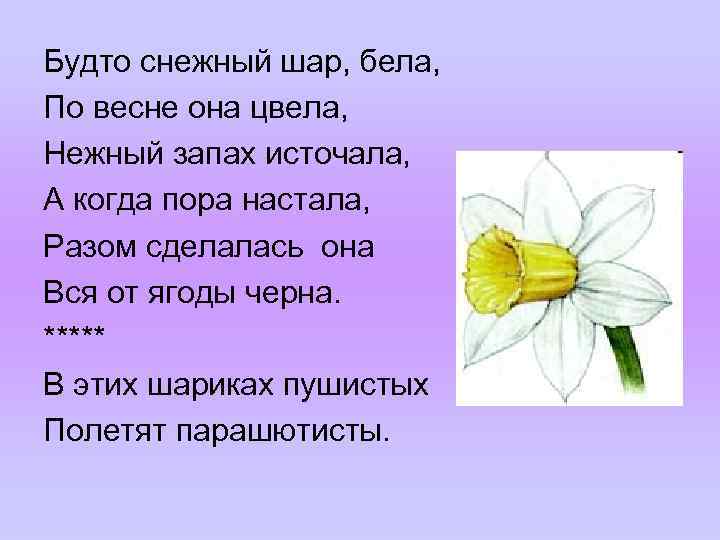 Будто снежный шар, бела, По весне она цвела, Нежный запах источала, А когда пора