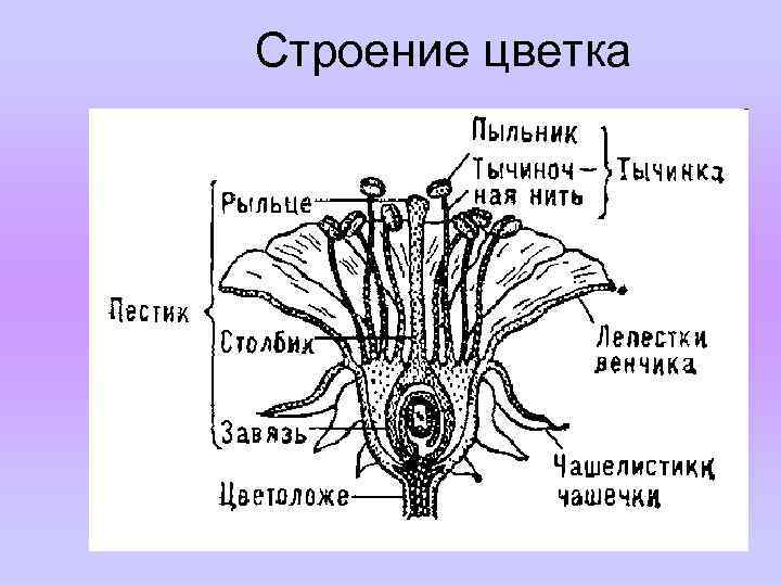 Строение цветка 