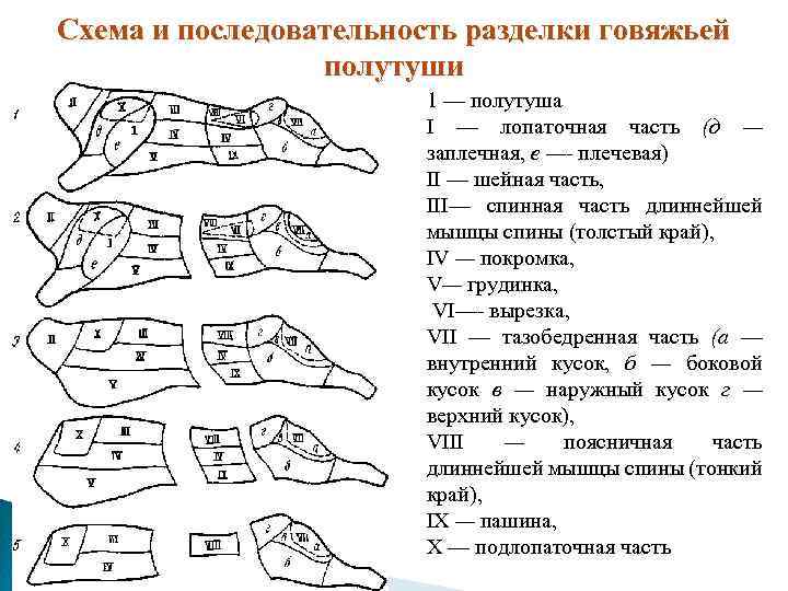 Схема и последовательность разделки говяжьей полутуши 1 — полутуша I — лопаточная часть (д