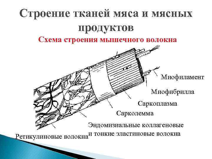 Ткани мяса. Эластические волокна строение. Строение мышечной ткани мяса. Строение мышечного волокна и мышечной ткани мяса. Состав мышечной ткани мяса.