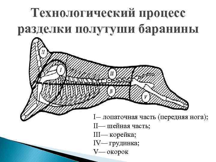 Технологический процесс разделки полутуши баранины I— лопаточная часть (передняя нога); II— шейная часть; III—