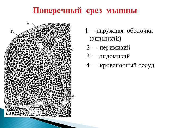 Поперечный срез мышцы 1 1— наружная оболочка (эпимизий) 2 — перимизий 3 — эндомизий