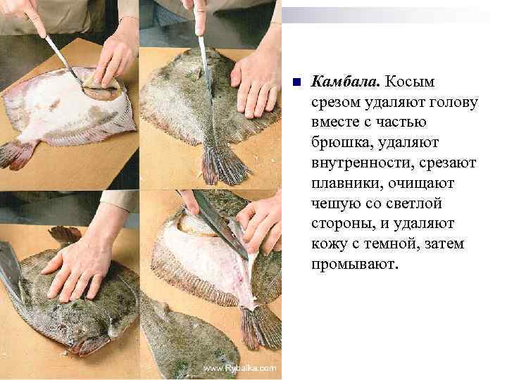 n Камбала. Косым срезом удаляют голову вместе с частью брюшка, удаляют внутренности, срезают плавники,