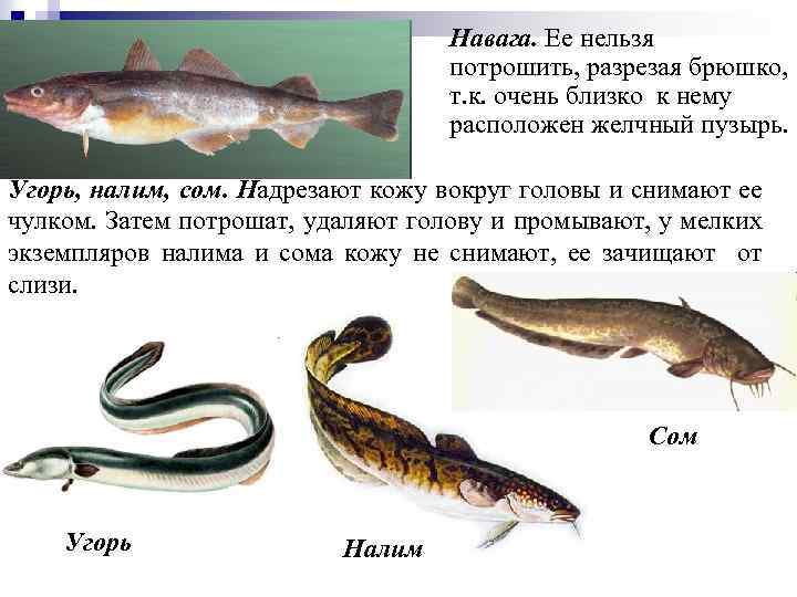 Навага. Ее нельзя потрошить, разрезая брюшко, т. к. очень близко к нему расположен желчный