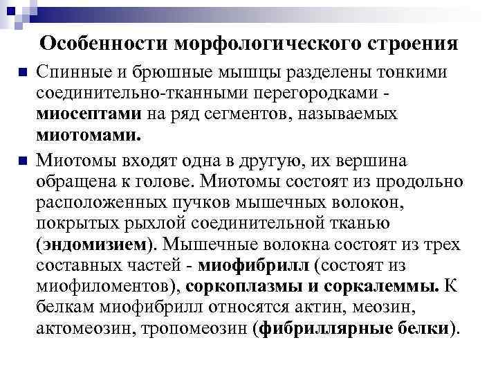 Особенности морфологического строения n n Спинные и брюшные мышцы разделены тонкими соединительно-тканными перегородками миосептами