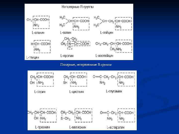 Полярные, незаряженные R-группы 