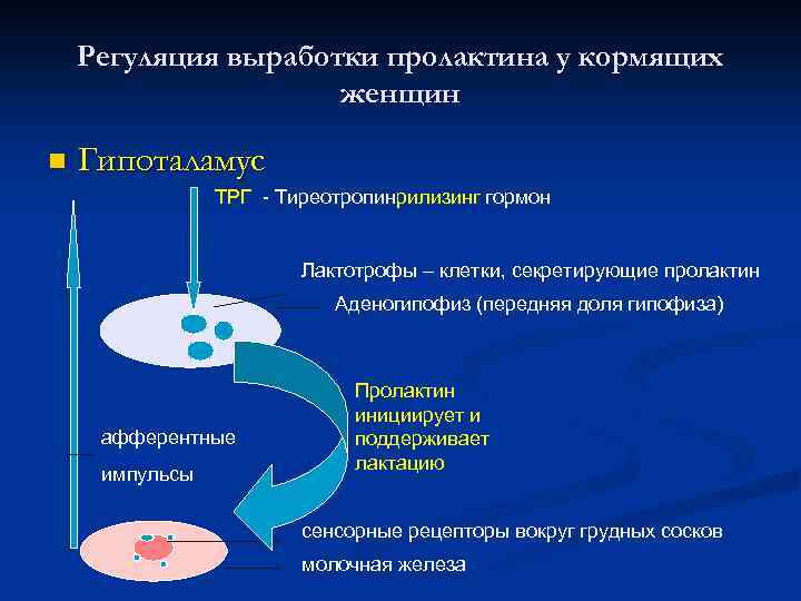 Регуляция выработки пролактина у кормящих женщин n Гипоталамус ТРГ - Тиреотропинрилизинг гормон Лактотрофы –