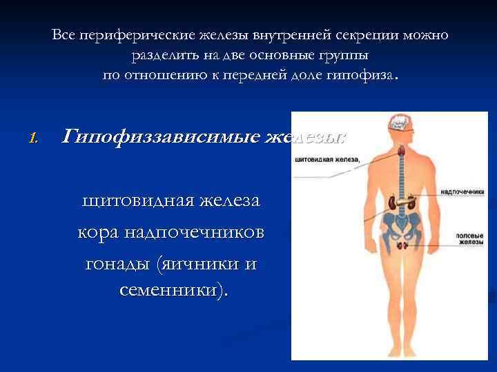 Все периферические железы внутренней секреции можно разделить на две основные группы по отношению к