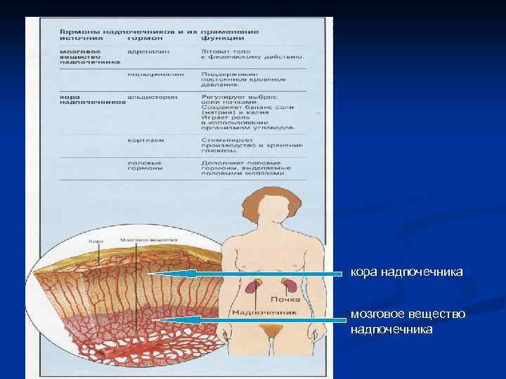 кора надпочечника мозговое вещество надпочечника 
