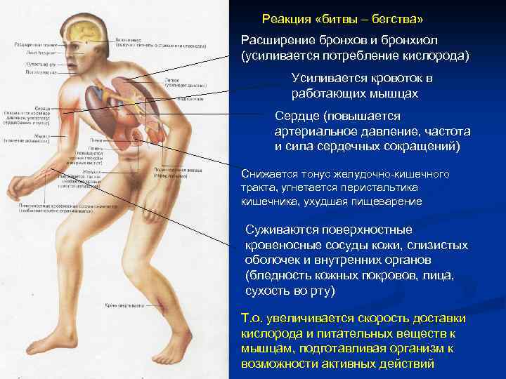 Реакция «битвы – бегства» Расширение бронхов и бронхиол (усиливается потребление кислорода) Усиливается кровоток в