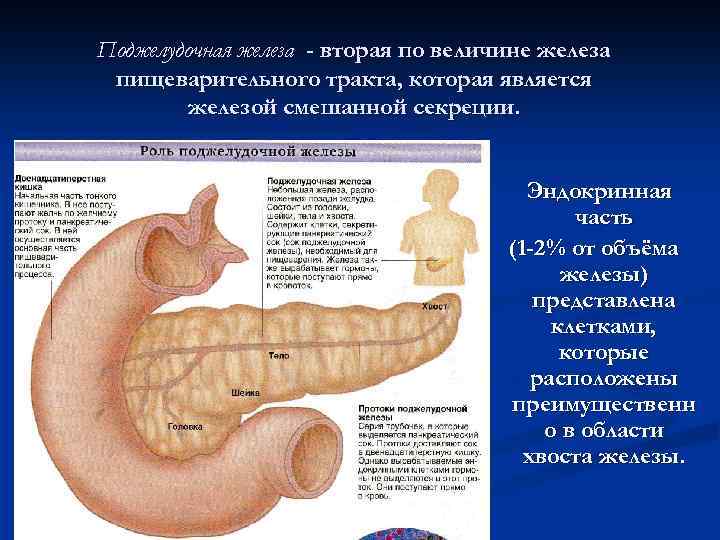 Поджелудочная железа - вторая по величине железа пищеварительного тракта, которая является железой смешанной секреции.