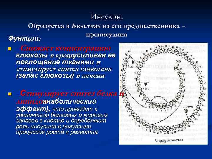 Инсулин. Образуется в b-клетках из его предшественника – проинсулина Функции: n n - Снижает