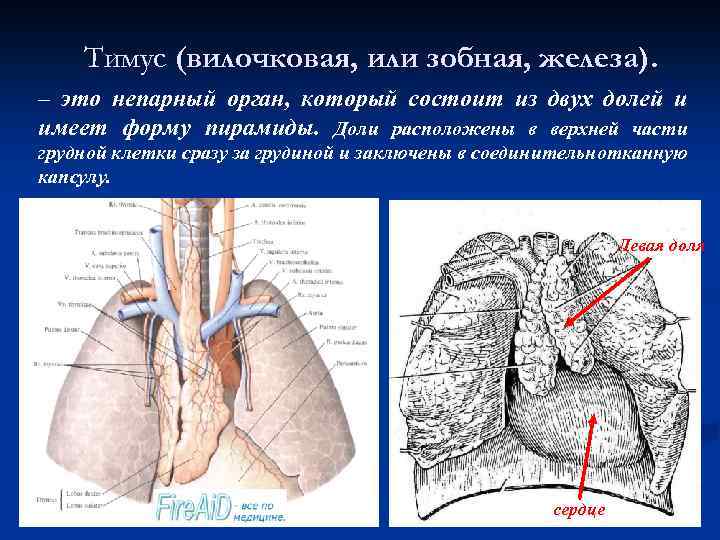 Зобная железа