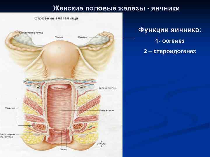 Женские половые железы - яичники Функции яичника: 1 - оогенез 2 – стероидогенез 