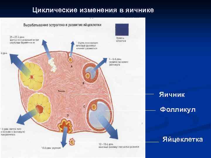 Циклические изменения