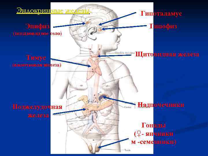 Эндокринные железы. Эпифиз Гипоталамус Гипофиз (шишковидное тело) Тимус Щитовидная железа (вилочковая железа) Поджелудочная железа