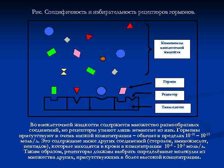 Рис. Специфичность и избирательность рецепторов гормонов. Компоненты внеклеточной жидкости Гормон Рецептор Типы клеток Во