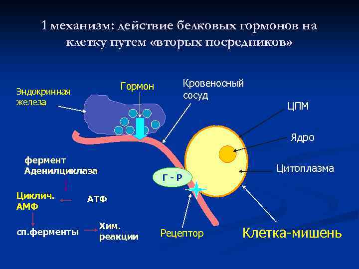 Действие белков