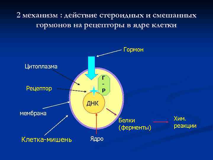2 механизм : действие стероидных и смешанных гормонов на рецепторы в ядре клетки Гормон