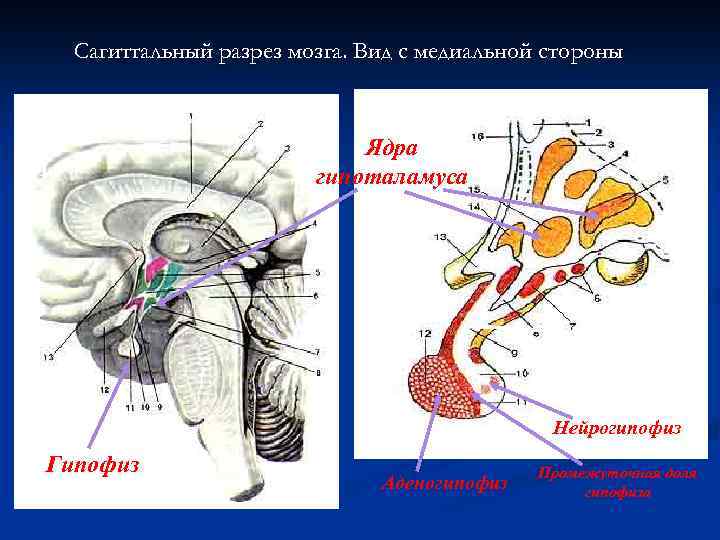 Сагиттальный разрез мозга. Вид с медиальной стороны. Б А Ядра гипоталамуса Воронка гипофиза. Нейрогипофиз