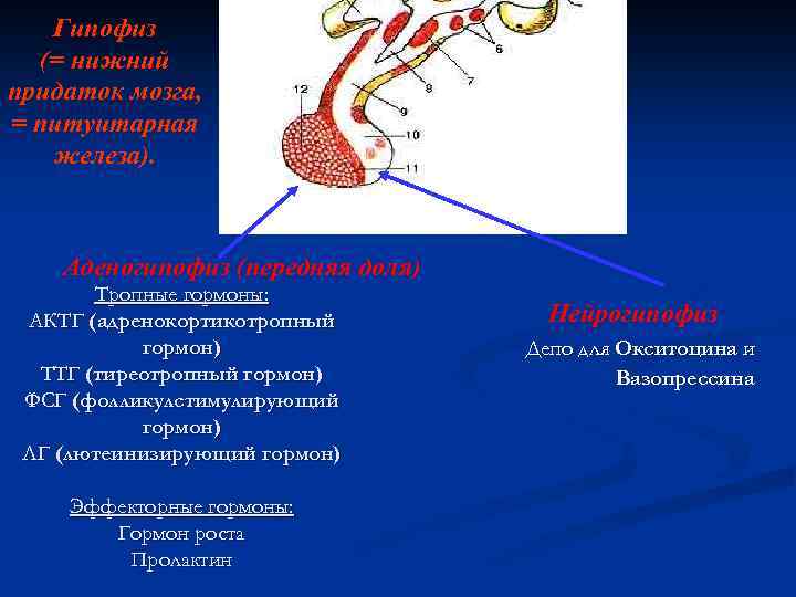 Гипофиз (= нижний придаток мозга, = питуитарная железа). Аденогипофиз (передняя доля) Тропные гормоны: АКТГ