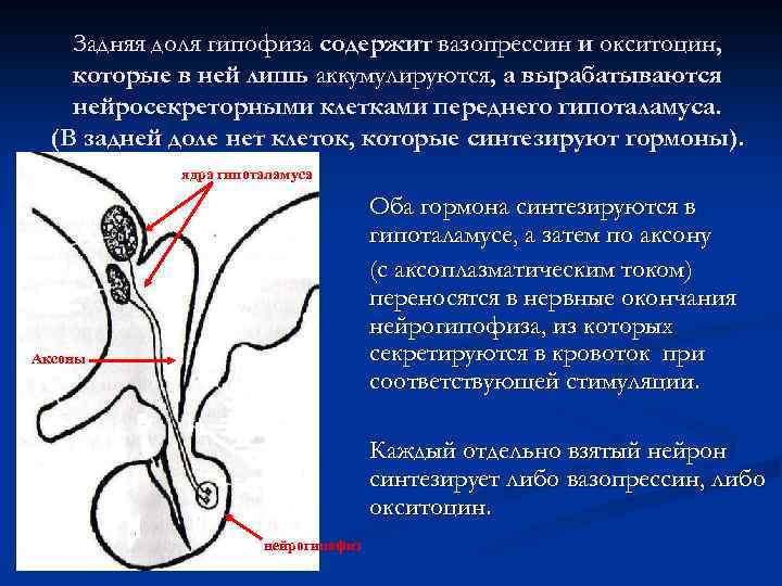 Задняя доля гипофиза содержит вазопрессин и окситоцин, которые в ней лишь аккумулируются, а вырабатываются